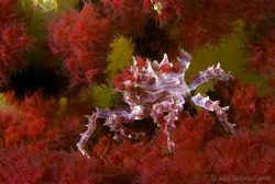 Soft coral crab !! A favourite critter for sure. by Alex Tattersall 